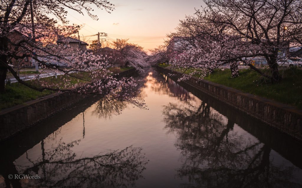 🌸 신카와 벚꽃길 (신카와 사쿠라 도리) 이미지 6